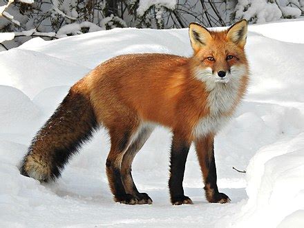 fox wikipedia